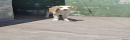 Meticcio cani in regalo: Kody, taglia media! (20-25kg) - Annuncio 1
