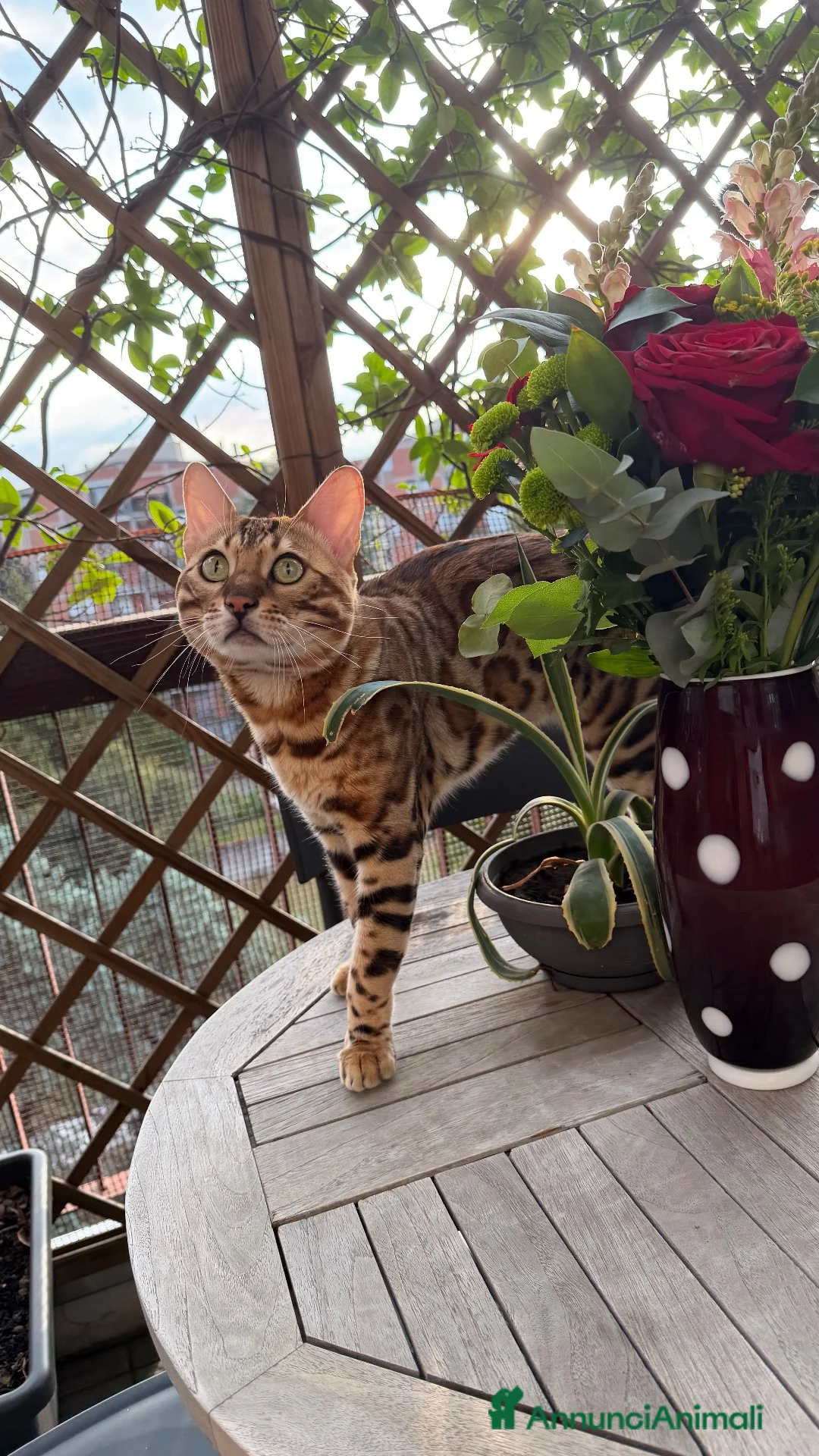 Bengala gatti per accoppiamento:  Bengala maschio fantastico cerca femmina - Annuncio 1