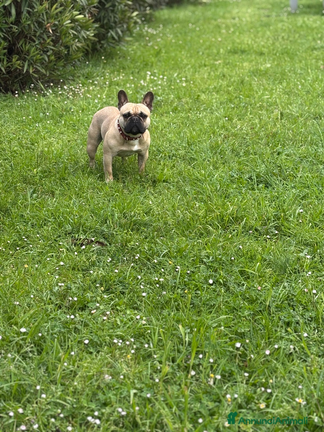 Bulldog Francese cani per accoppiamento: Bulldog Francese cerca Fidanzata a Provincia di Pistoia - Immagine 4
