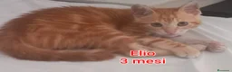 Meticcio gatti in regalo: GATTINI ADORABILI IN CERCA D'AMORE  a Città Metropolitana di Bologna - Annuncio 6