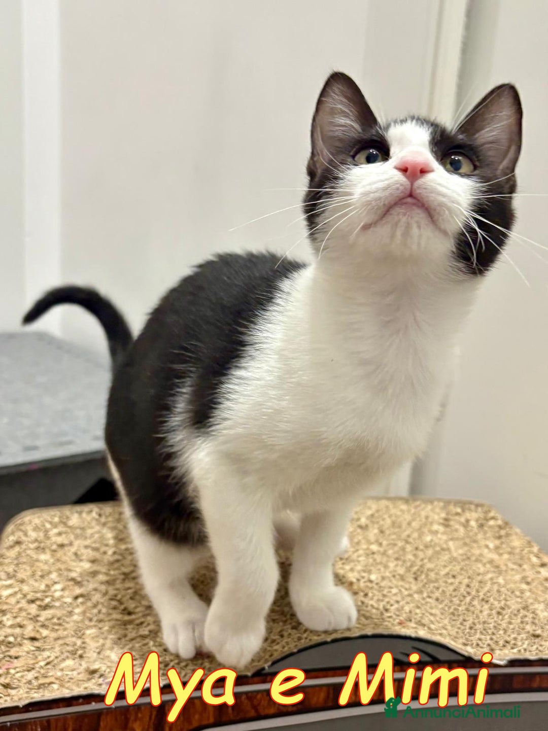 Europeo gatti in regalo: MYA E MIMI URGENTE CERCANO CASA - Annuncio 6