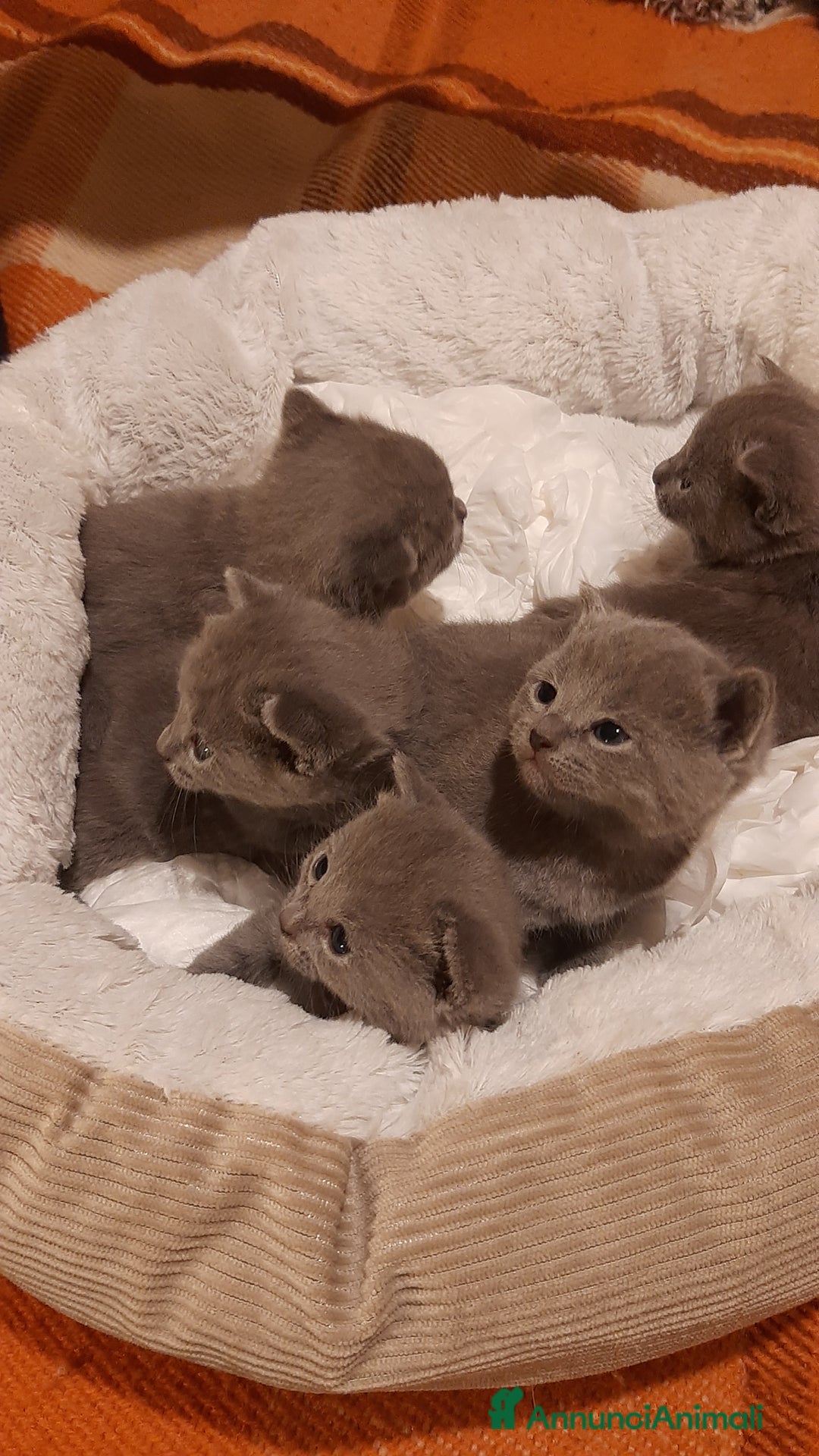 Certosino gatti in vendita: cucciole disponibili - Annuncio 6