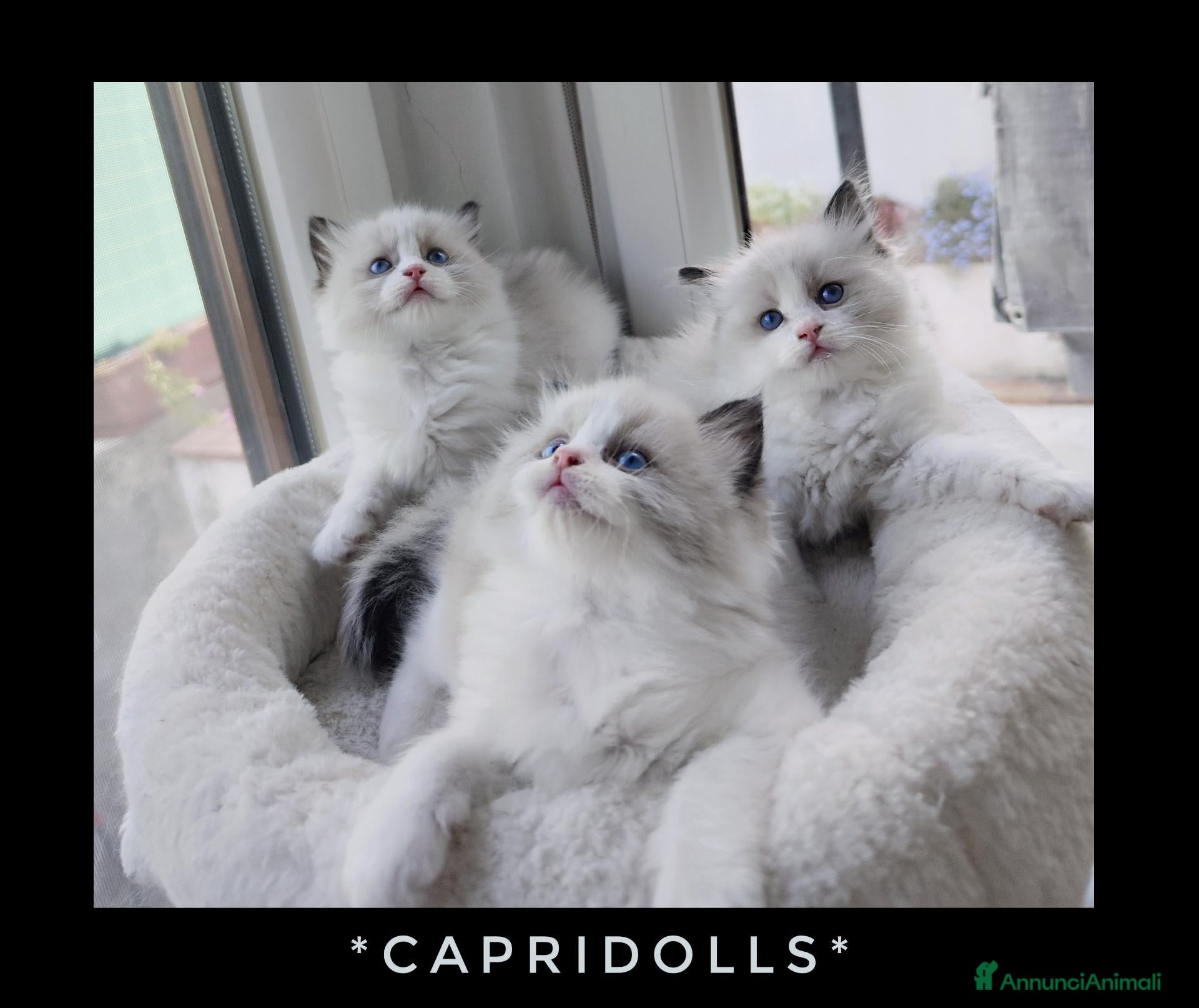 Ragdoll gatti Femminucce ragdoll seal bicolore  - Annuncio 18