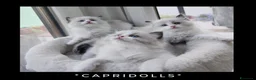Ragdoll gatti in vendita: Femminucce ragdoll seal bicolore  - Annuncio 1
