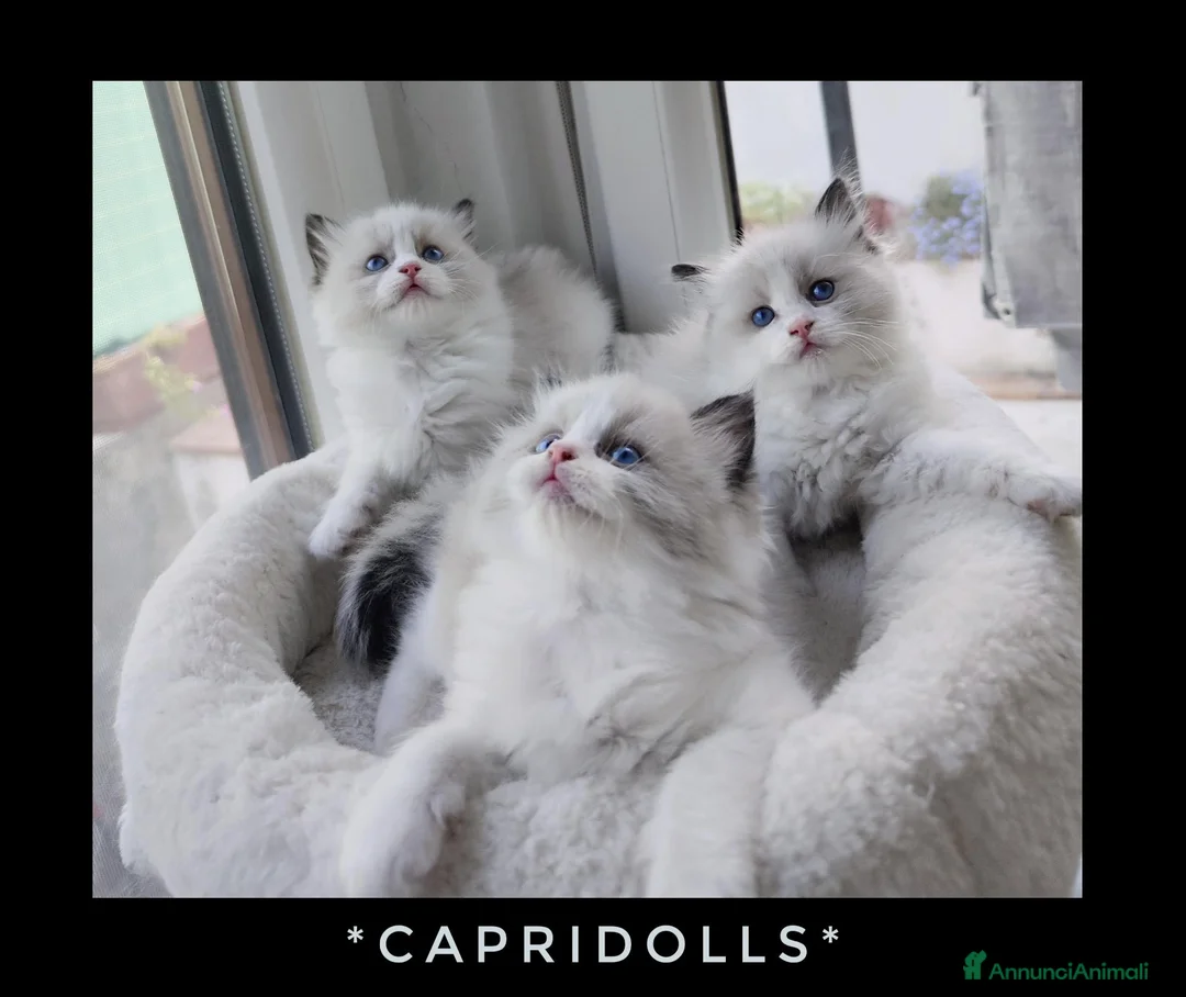 Ragdoll gatti in vendita: Femminucce ragdoll seal bicolore  - Annuncio 1