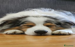 Australian Shepherd cani per accoppiamento: X Monta - Pastore Australiano Blue Merle Pedigree - Immagine 8