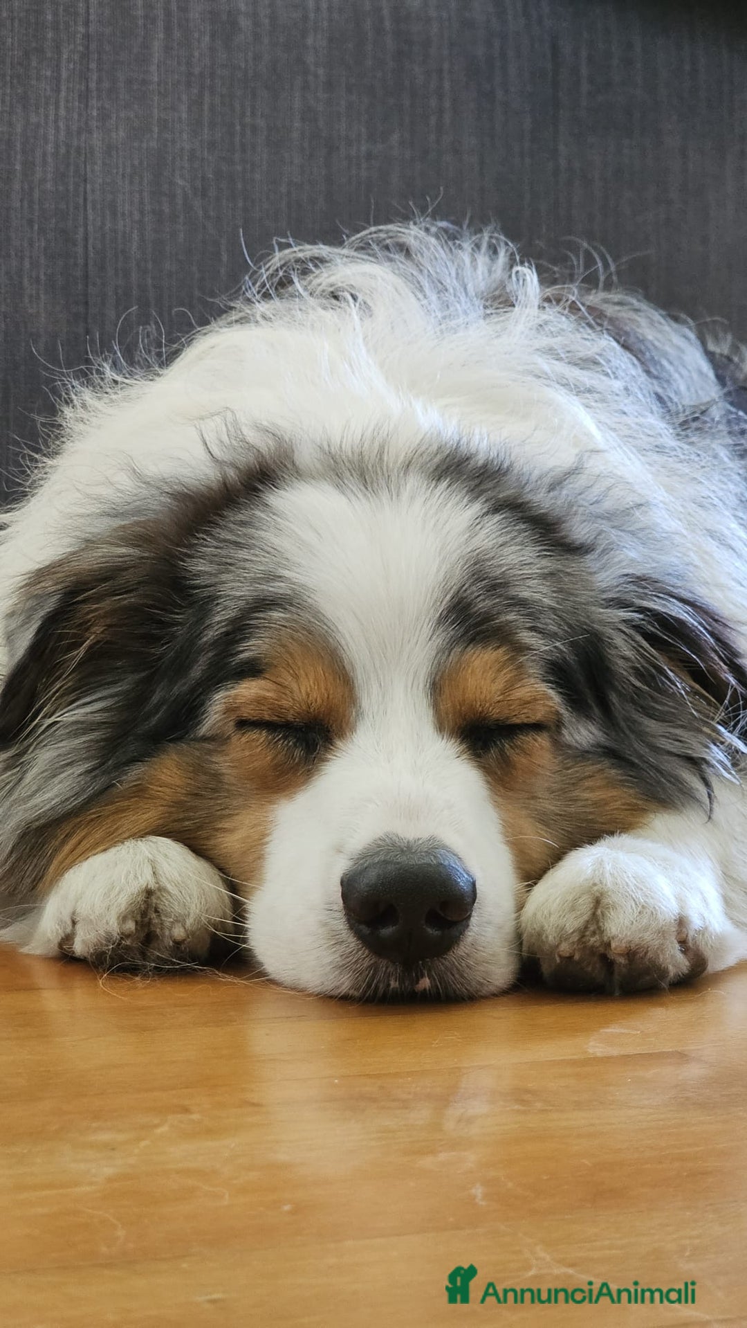 Australian Shepherd cani per accoppiamento: X Monta - Pastore Australiano Blue Merle Pedigree - Immagine 8