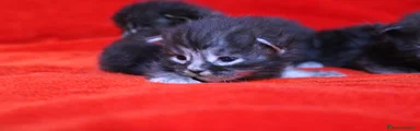 Maine Coon Gattino 3