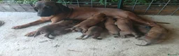 Segugio Bavarese cani in vendita: Cucciolata di Segugio bavarese - Annuncio 2