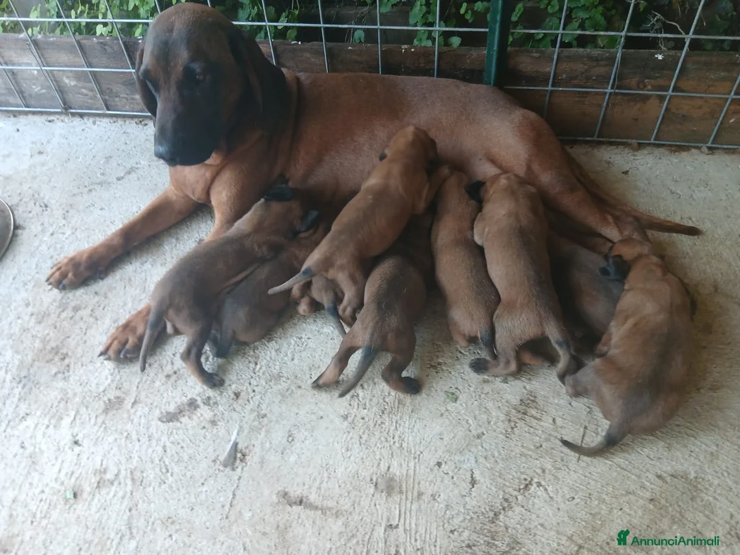 Segugio Bavarese cani in vendita: Cucciolata di Segugio bavarese - Annuncio 2