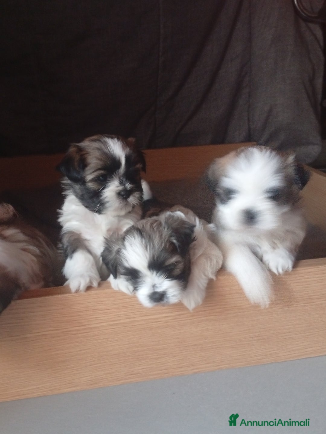 Shih Tzu cani in vendita: Shitzu  - Annuncio 4