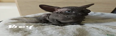 Sphynx Gattino 1