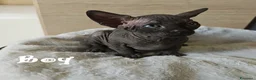 Sphynx gatti in vendita: Cuccioli Sphynx - Annuncio 6