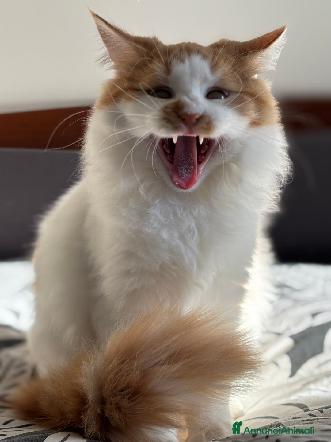 Siberiano gatti in vendita: Alma, bellissima gattina siberiana ipoallergenica - Annuncio 3