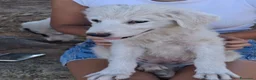 Meticcio cani in regalo: SCAMORZA 🩷 LA DOLCEZZA HA IL MUSO BIANCO a Provincia di Pesaro e Urbino - Annuncio 7