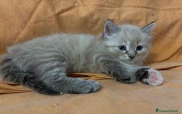 Siberiano gatti in vendita: Gattini siberiani ipoallergenici - Annuncio 4