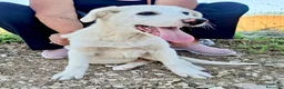 Meticcio cani in regalo: Cucciola 3 mesi taglia media vaccinata  a Provincia di Verona - Annuncio 2