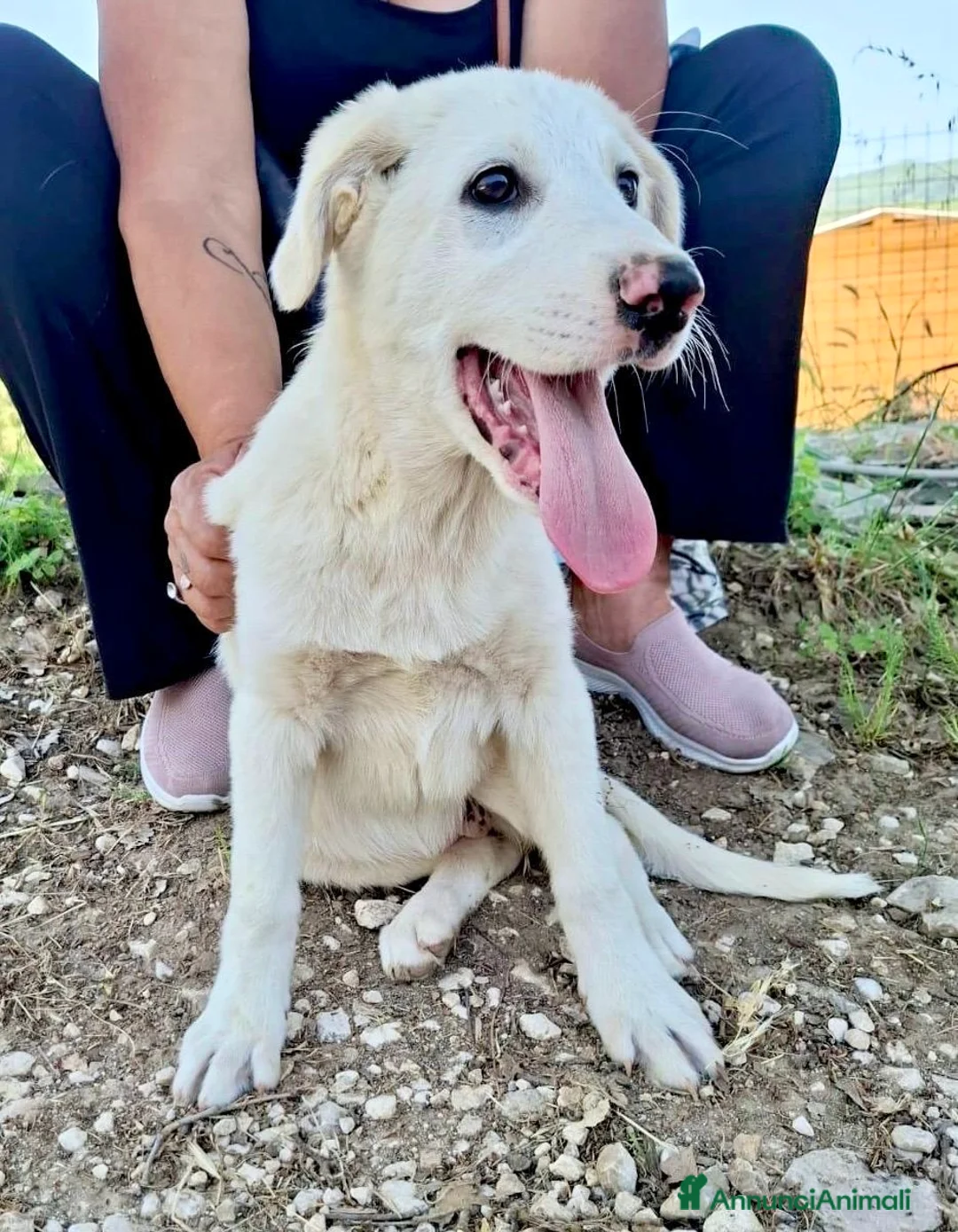 Meticcio cani in regalo: Cucciola 3 mesi taglia media vaccinata  a Provincia di Verona - Annuncio 2