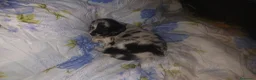 Meticcio cani in vendita: cuccioli pastore della lessinia - Annuncio 8