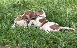 Bracco cani in vendita: cuccioli di bracco italiano a Provincia di Biella - Immagine 9