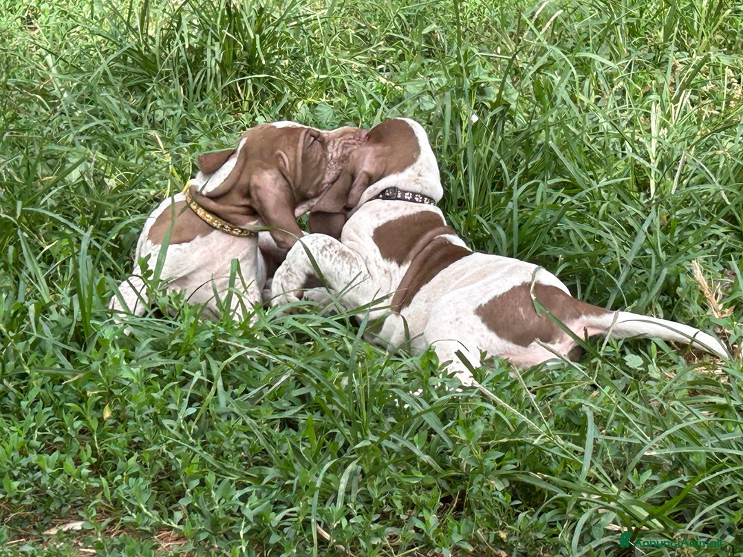 Bracco cani in vendita: cuccioli di bracco italiano a Provincia di Biella - Immagine 9