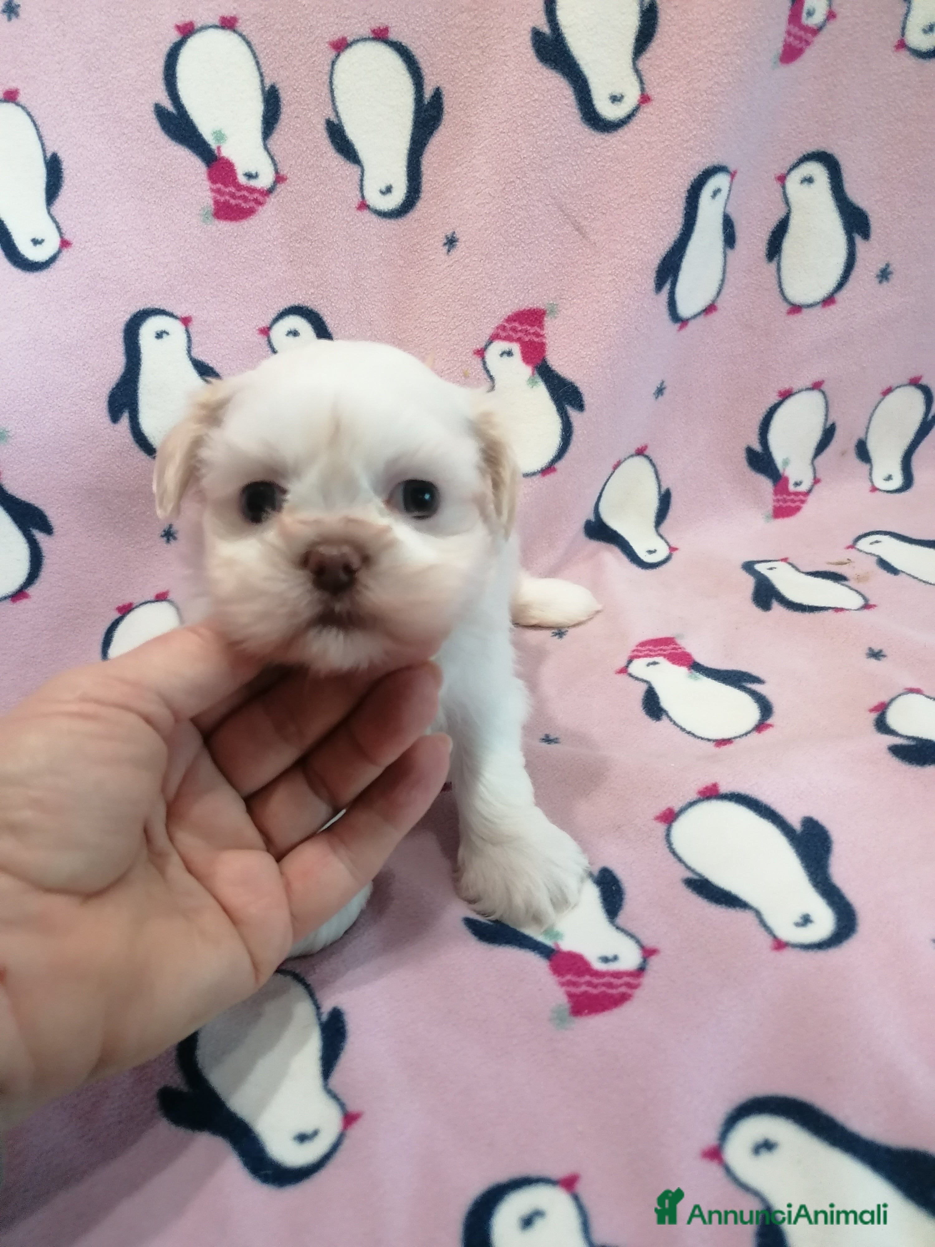 Shih Tzu cani Shih Tzu cucciola taglia molto piccola - Annuncio 7