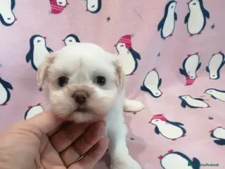 Shih Tzu cani Shih Tzu cucciola taglia molto piccola - Annuncio 9