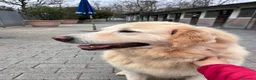 Meticcio cani in regalo: SALOMONE MAREMMANO - Annuncio 11