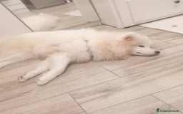 Samoiedo cani in vendita: Femmina samoiedo  a Provincia di Monza e della Brianza - Immagine 3
