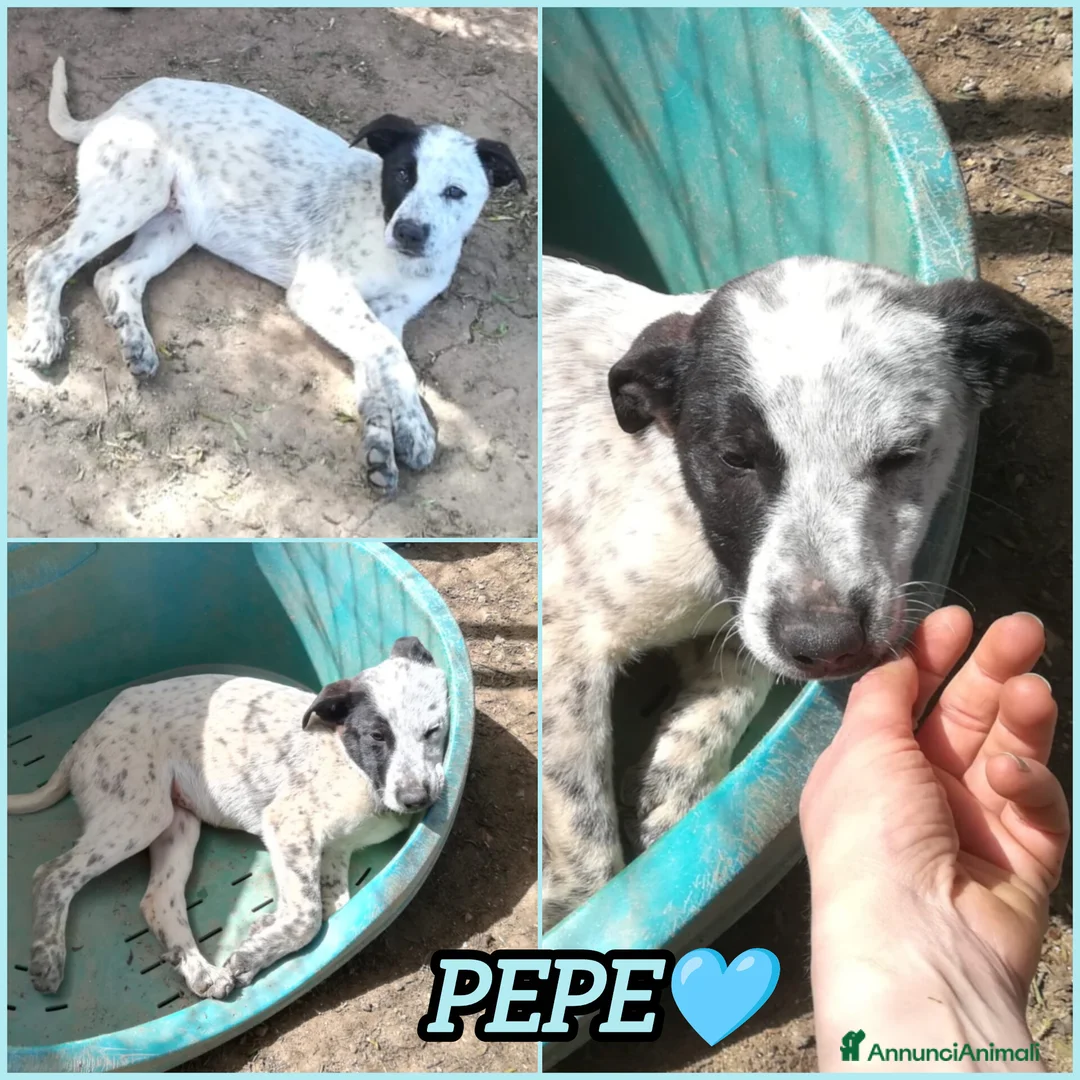 Meticcio cani in regalo: PEPE MIX SETTERINO  a Provincia di Varese - Annuncio 2