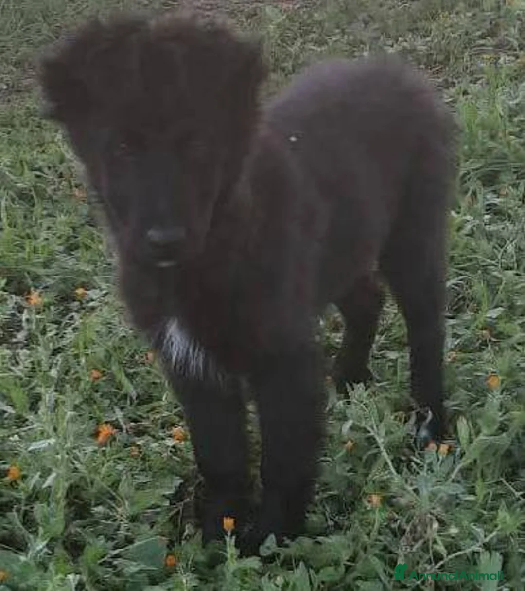 Meticcio gatti in regalo: Cuccioli belli teneri e giocherelloni - Annuncio 13
