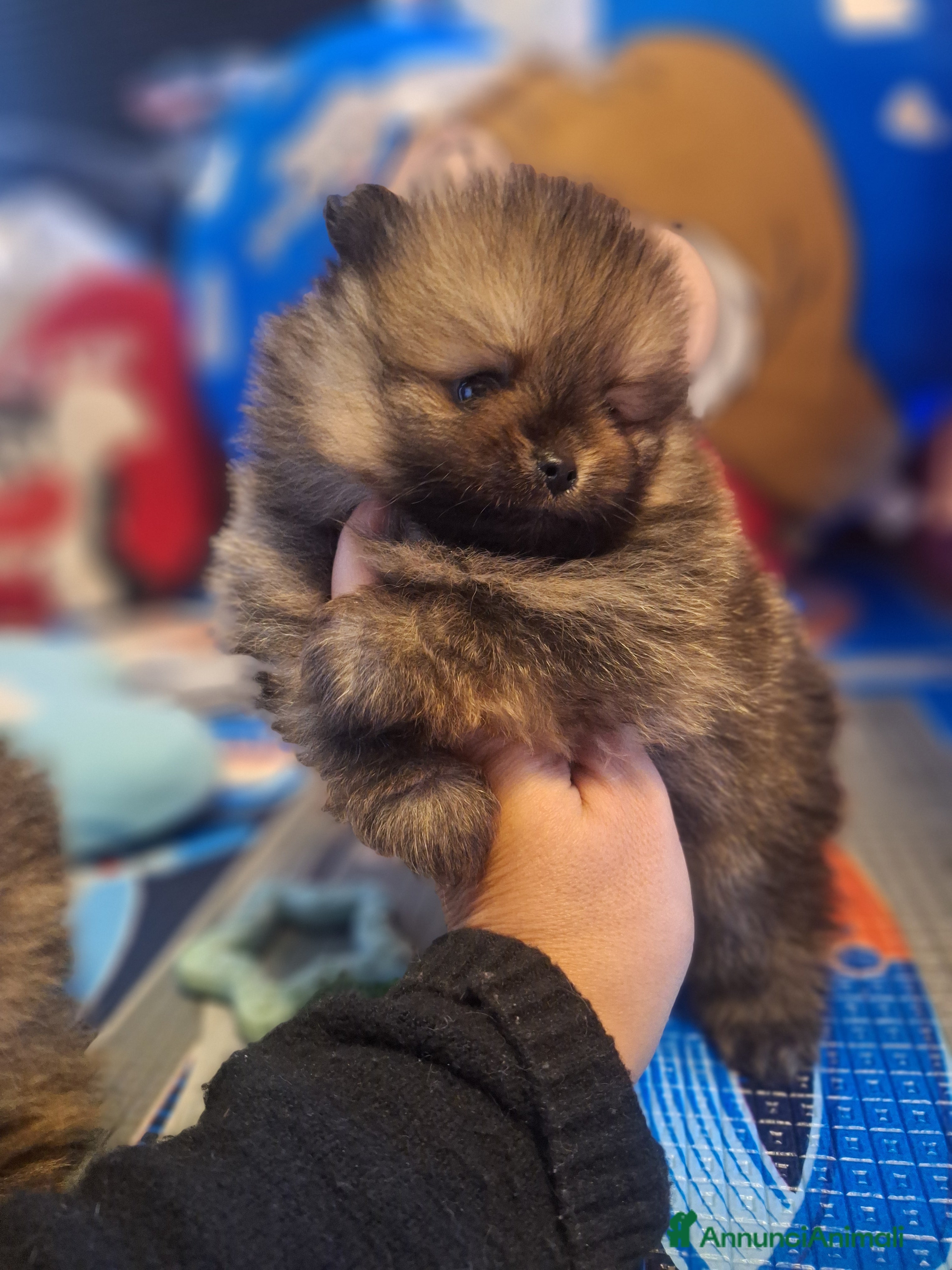Volpino Pomerania cani Cuccioli di spitz tedesco nano  - Annuncio 3