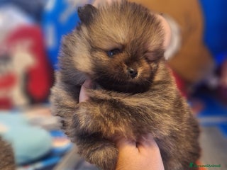 Volpino Pomerania cani Cuccioli di spitz tedesco nano - Annuncio 19