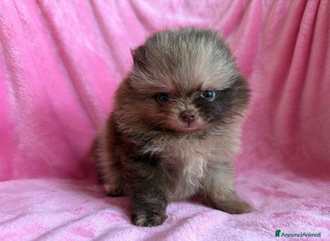 Volpino Pomerania cani in vendita: Adorabili Cuccioli di Pomerania - Annuncio 4