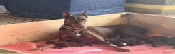 Dobermann cani in vendita: Splendidi cuccioli Doberman marrone/sfocato a Provincia di Rimini - Annuncio 5