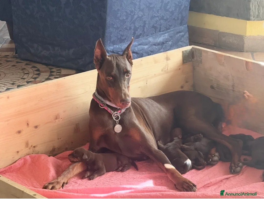 Dobermann cani in vendita: Splendidi cuccioli Doberman marrone/sfocato a Provincia di Rimini - Annuncio 5