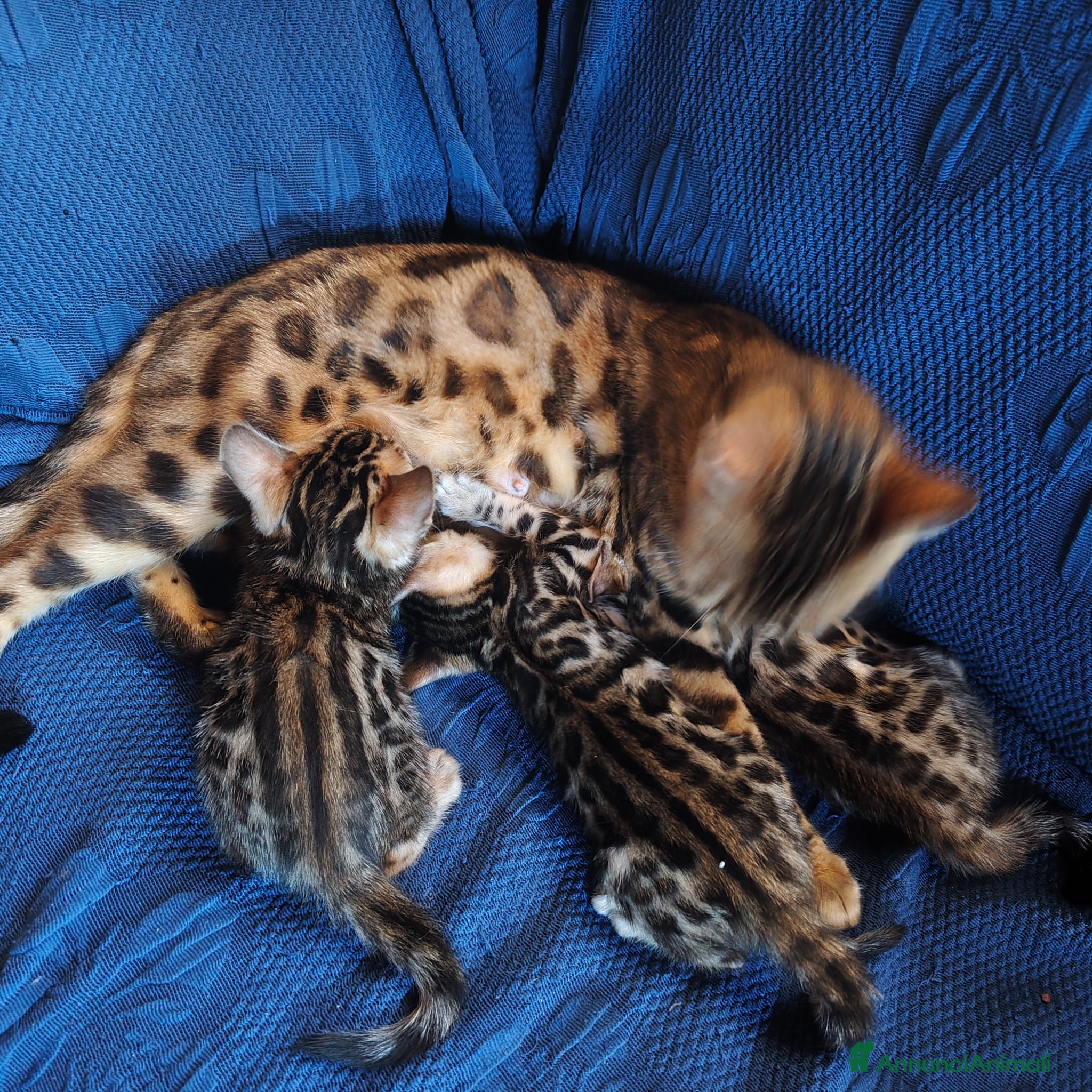 Bengala gatti in vendita: Cuccioli bengala  a Città metropolitana di Cagliari - Annuncio 1