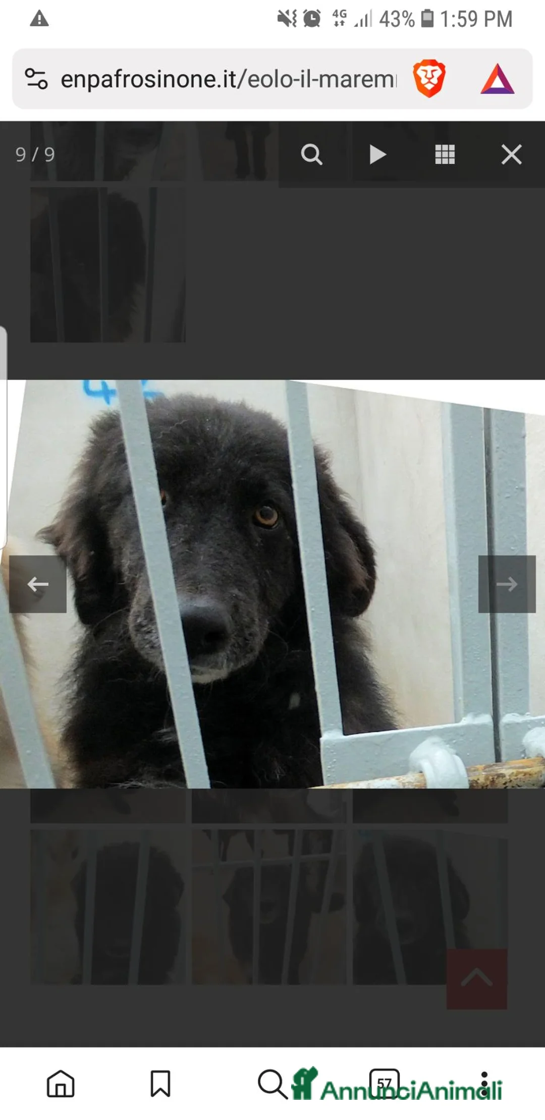 Meticcio cani in regalo: EOLO, 4 ANNI, il nero bello e gentile - Annuncio 3
