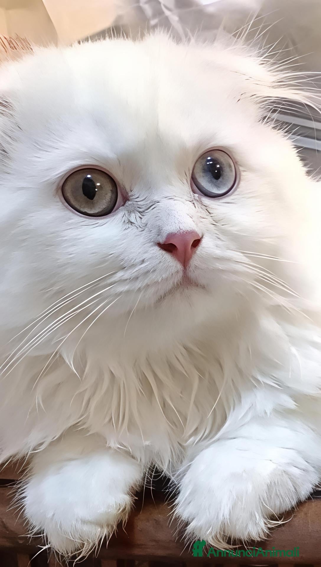 Scottish gatti Valentino maschio e Vanilla femmina - Annuncio 1