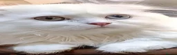 Scottish gatti in vendita: Valentino maschio e Vanilla femmina - Annuncio 1