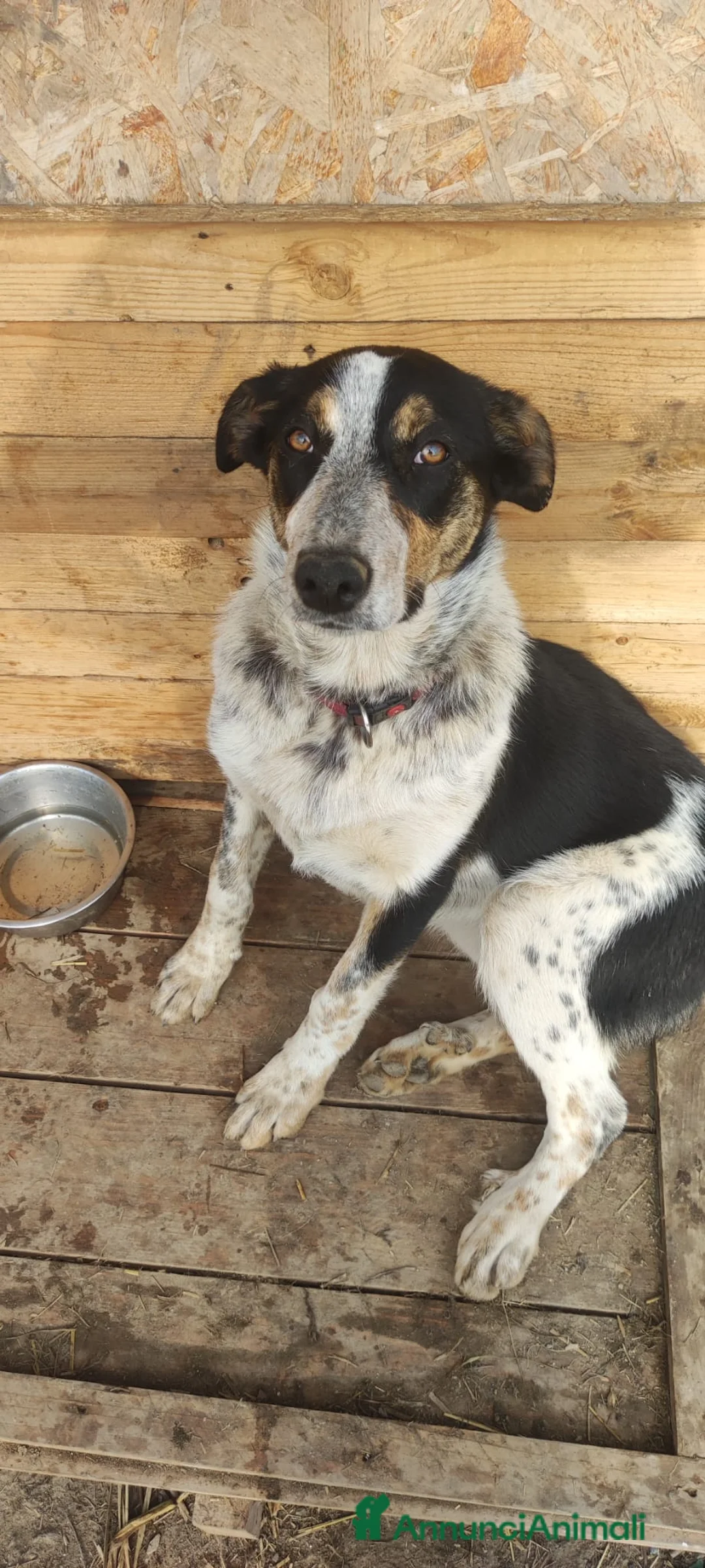 Meticcio cani in regalo: una famiglia per Kiki - Annuncio 2