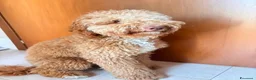 Barboncino cani in vendita: barboncino 10 mesi - Annuncio 3