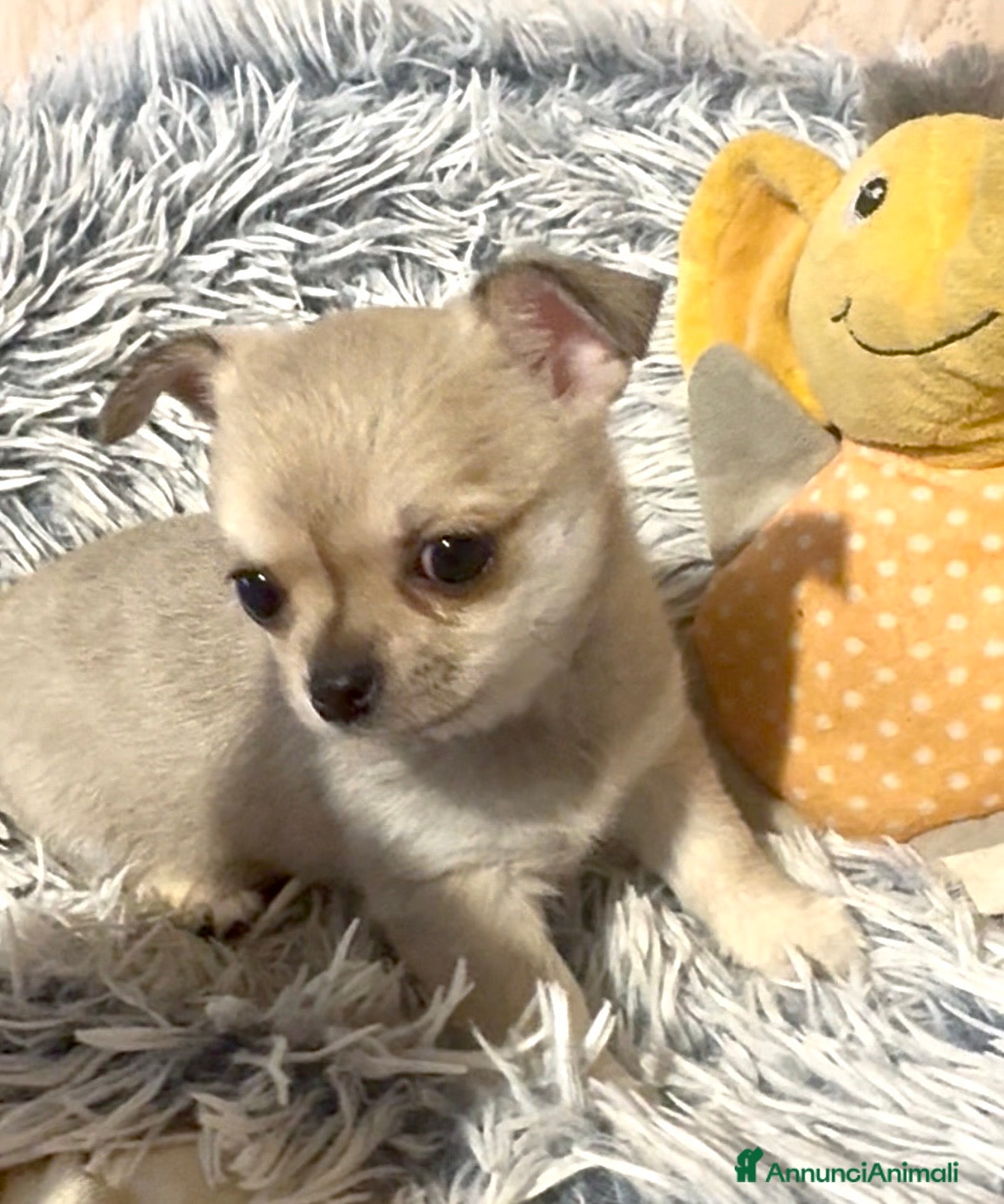 Chihuahua cani Cucciola di chihuahua pelo corto pedigree ENCI  - Annuncio 1