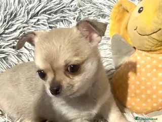 Chihuahua cani Cucciola di chihuahua pelo corto pedigree ENCI - Annuncio 4