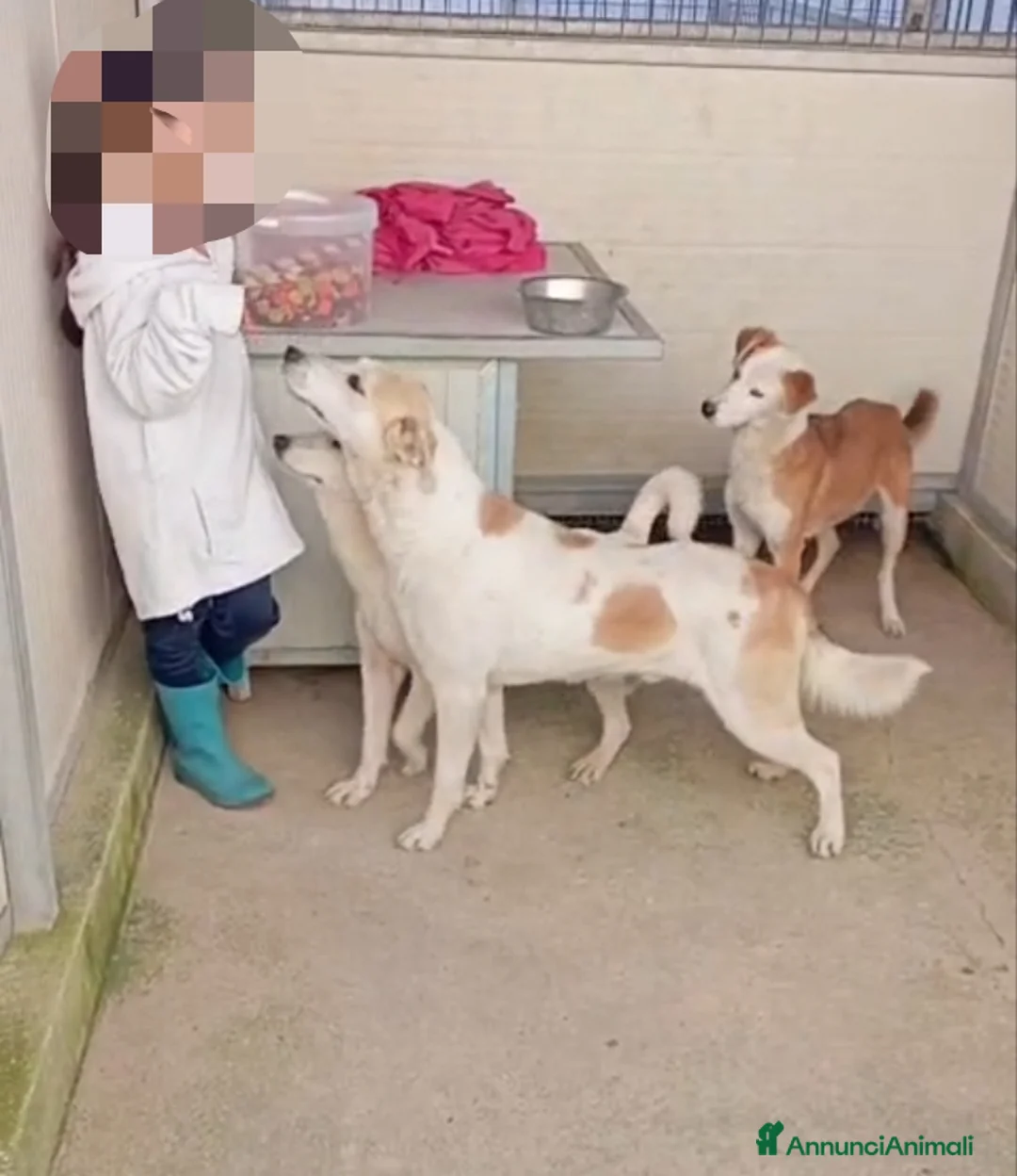 Meticcio cani in regalo: Gerry: equilibrato, docile, socievole  - Annuncio 2