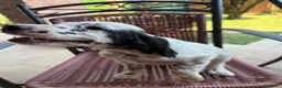Setter Inglese cani in vendita: Cuccioli Setter Inglesa a Provincia di Vicenza - Annuncio 3