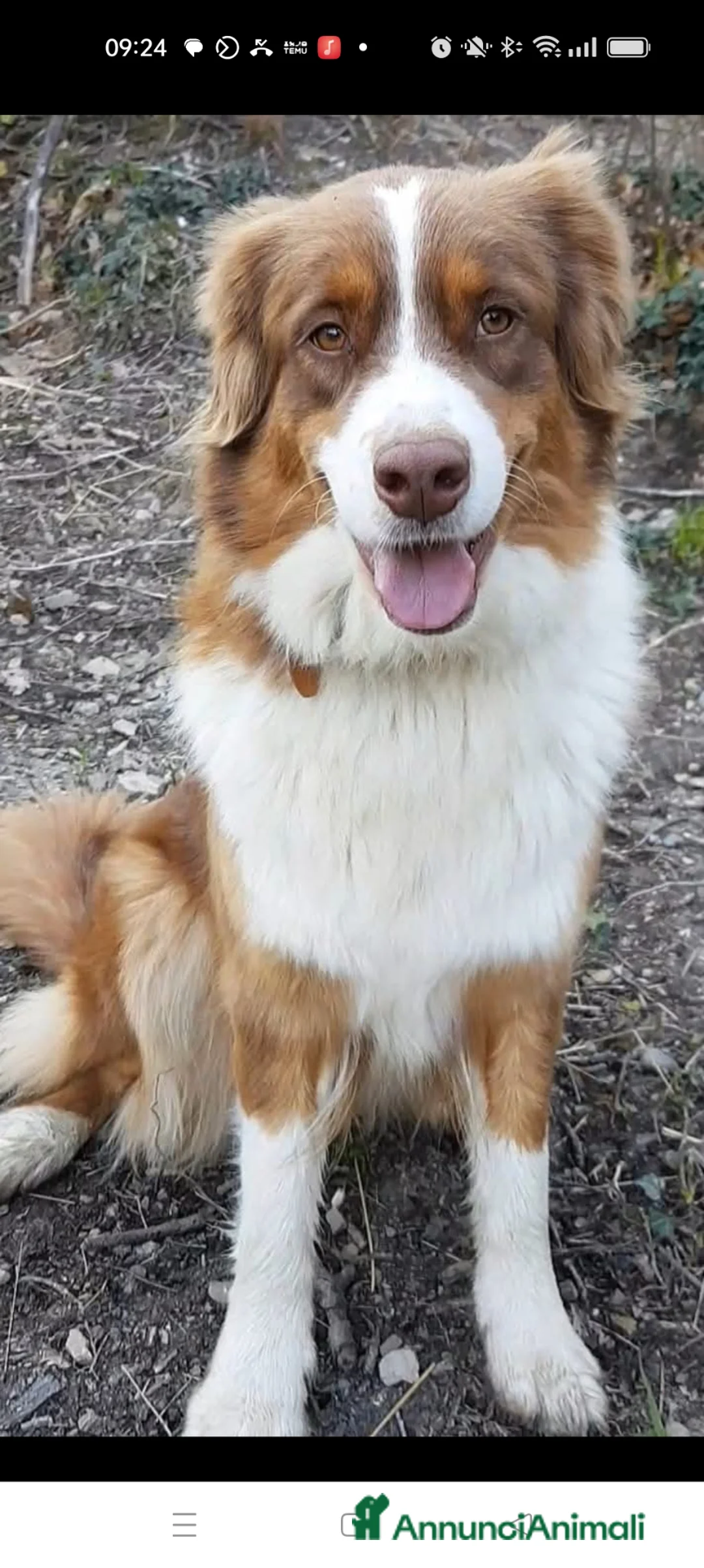 Australian Shepherd cani in regalo: Femmine di pastore australiano con pedigree  - Annuncio 1