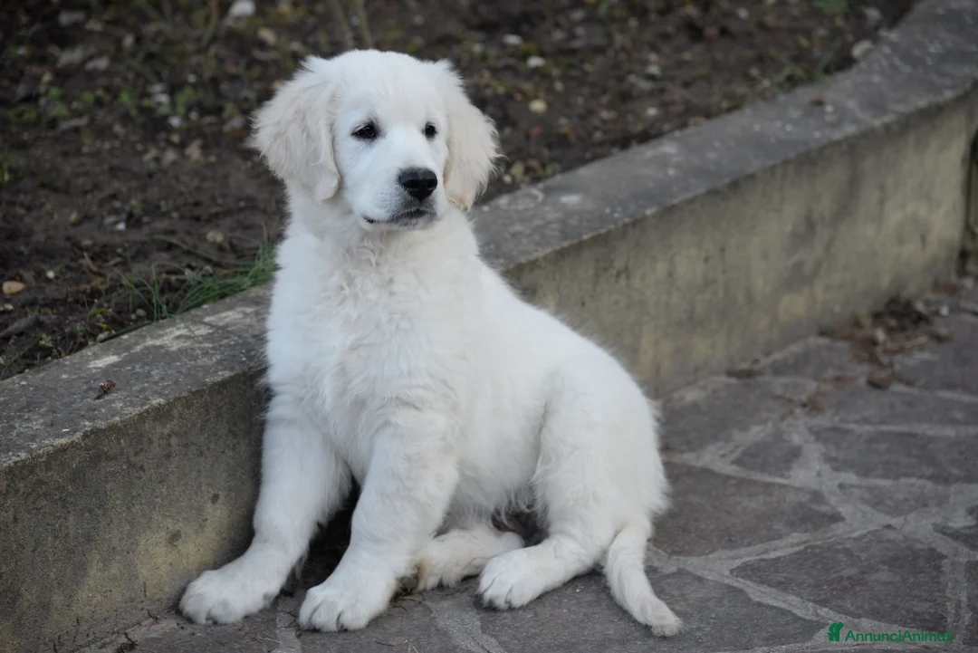 Golden Retriever cani in vendita: cuccioli golden retriever - Annuncio 2