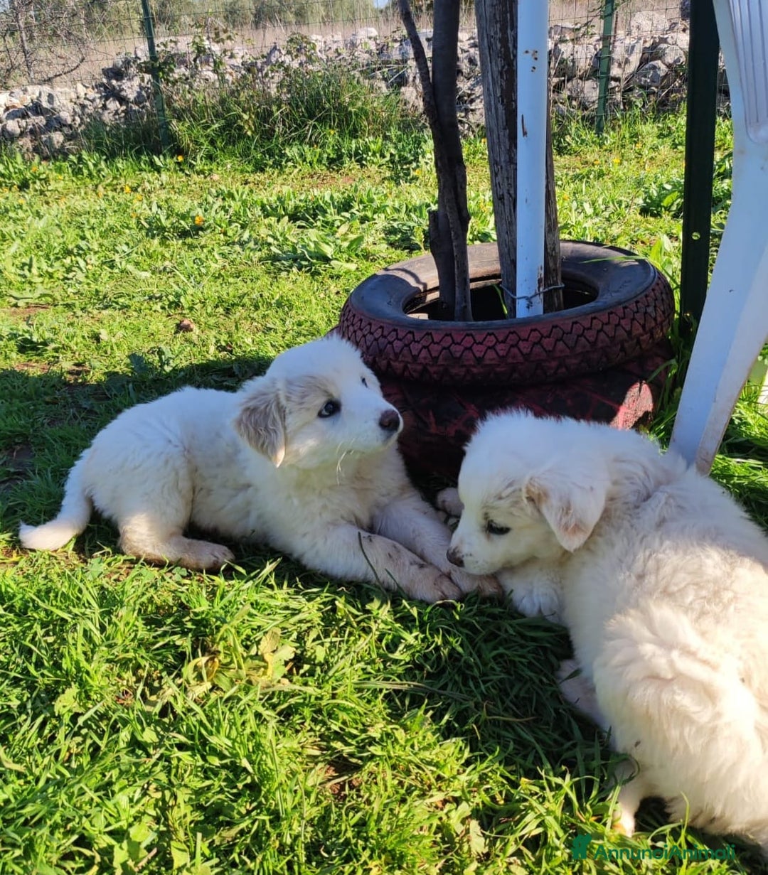 Meticcio cani in regalo: Lilla & Viola - Annuncio 6