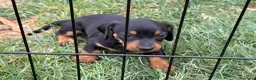Bassotto cani in vendita: Bassotto - Annuncio 3